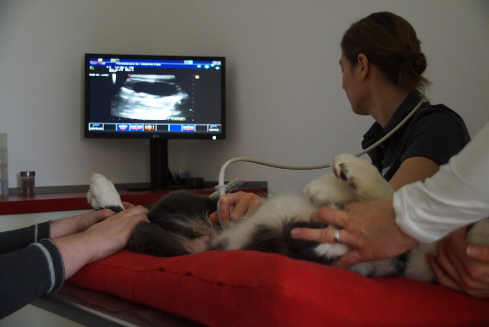 Ultraschalluntersuchung beim Hund